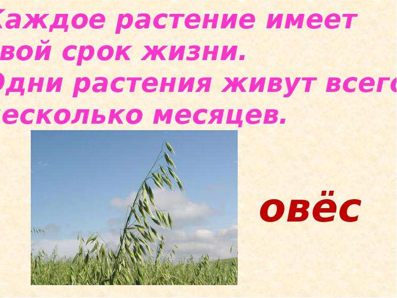 Семья в жизни растений. Продолжительность жизни травы. Продолжительность жизни растений презентация 10 класс. У растений существует 4 периода жизни.