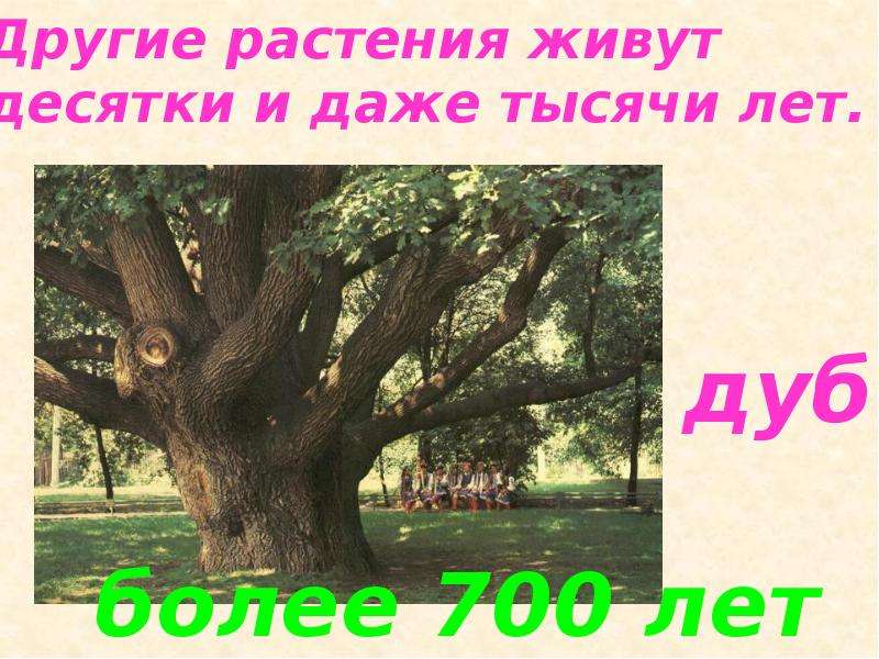 Сколько живут деревья. Продолжительность жизни растений презентация. Сколько живет дуб. Сколько живут растения. Период жизни дуба.