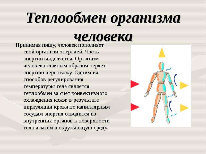 Теплообмен это. Теплообмен. Виды теплоотдачи организма человека. Теплообмен анатомия. Теплообмен живых организмов.