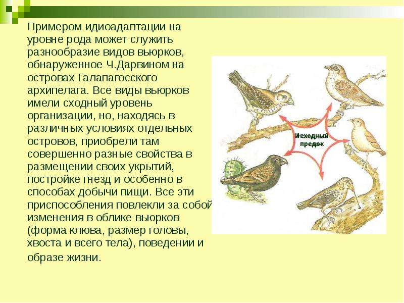 Эволюционные изменения птиц. Галапагосские вьюрки идиоадаптация. Идиоадаптация птиц. Идиоадаптация вьюрки. Идиоадаптация птиц примеры.