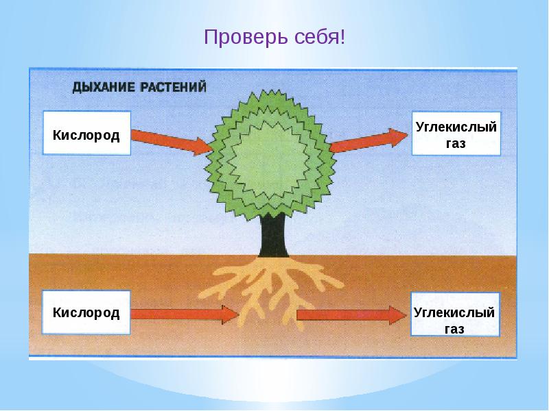 Картинка дыхание растений