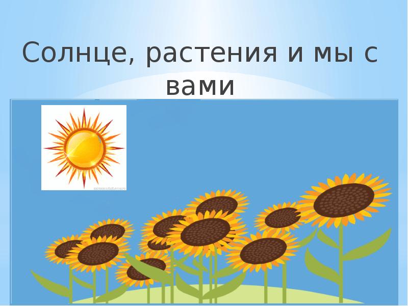 Солнце плешаков. Солнце растения и мы с вами. Солнце и растения. Проект солнце растения и мы с вами. Солнце растения и мы с вами презентация.