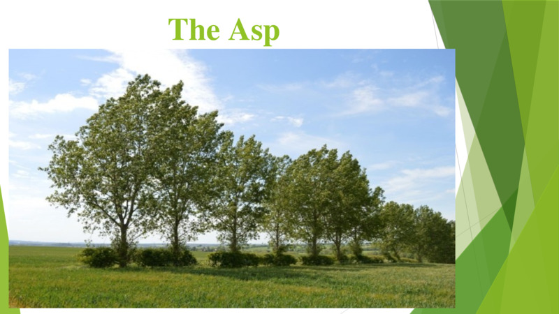 The Asp  