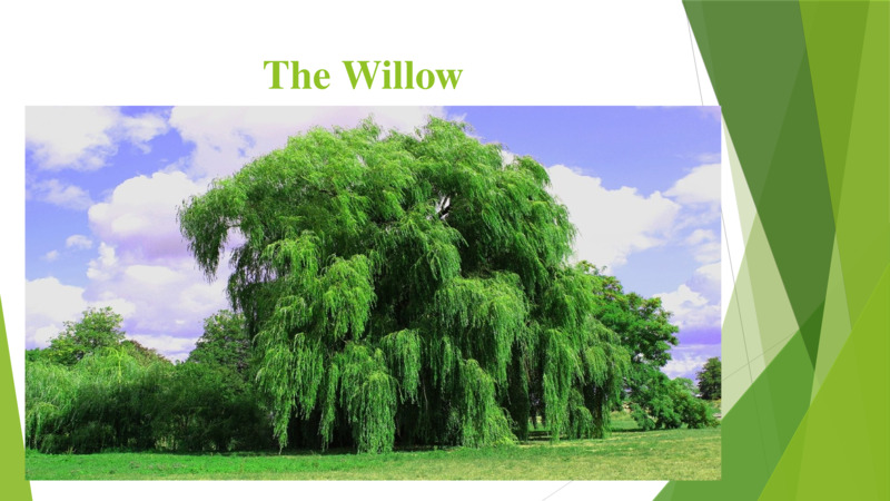 The Willow   