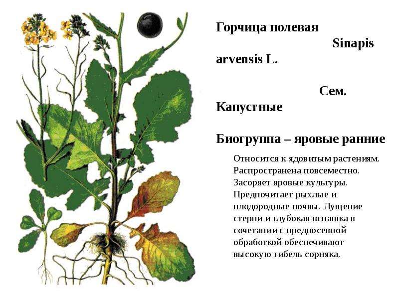 Строение цветка горчицы полевой таблица