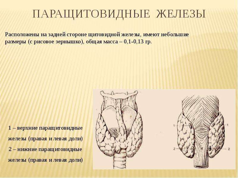 Паращитовидная железа презентация