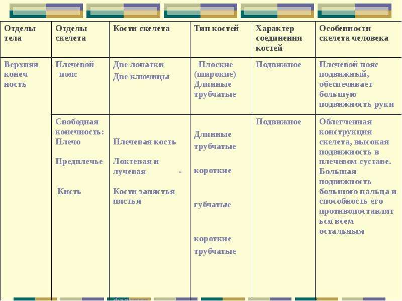 Скелет строение состав и соединение костей 8 класс презентация