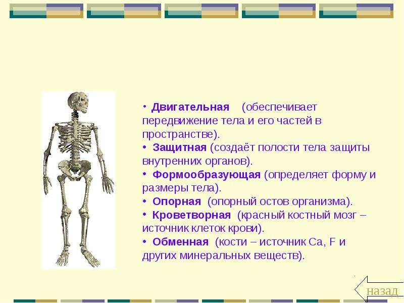 Презентация про кости