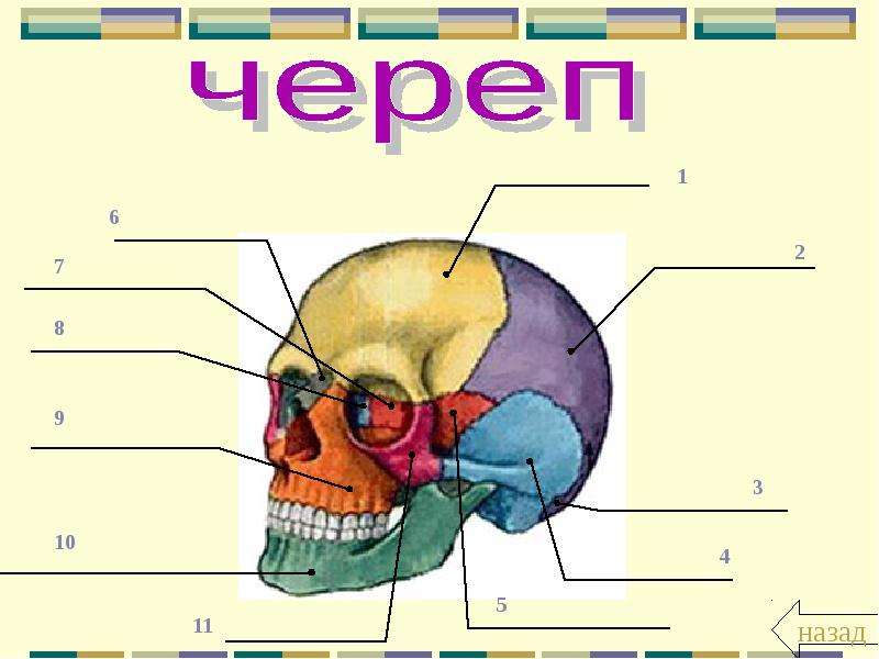 Схема черепа человека с названиями костей