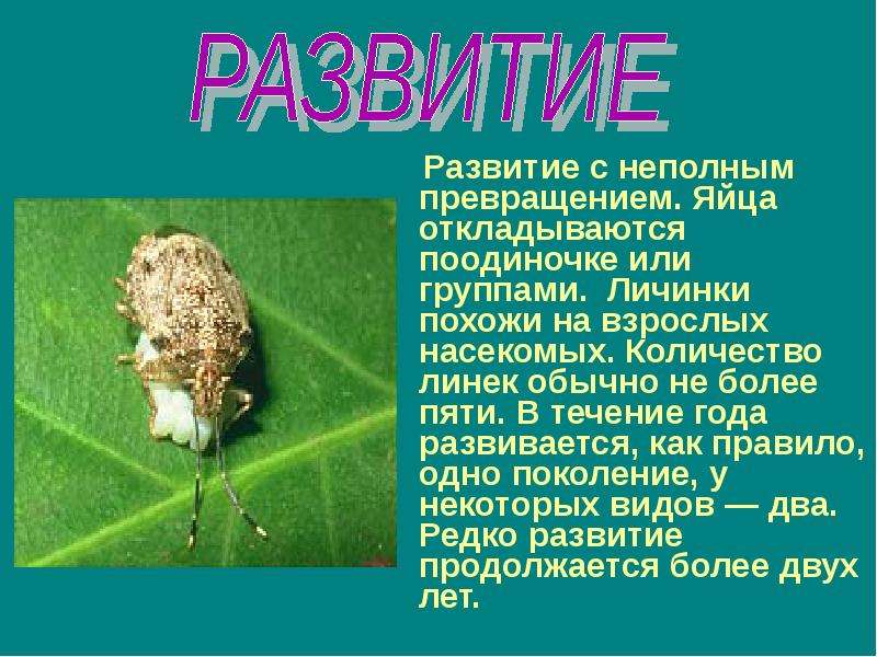 Проанализируйте диаграмму количество насекомых разных отрядов на пяти площадках в парке