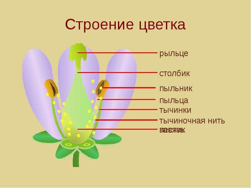 Цветок развивается из. Строение цветка. Строение цветка рисунок. Строение цветка 6 класс рисунок.