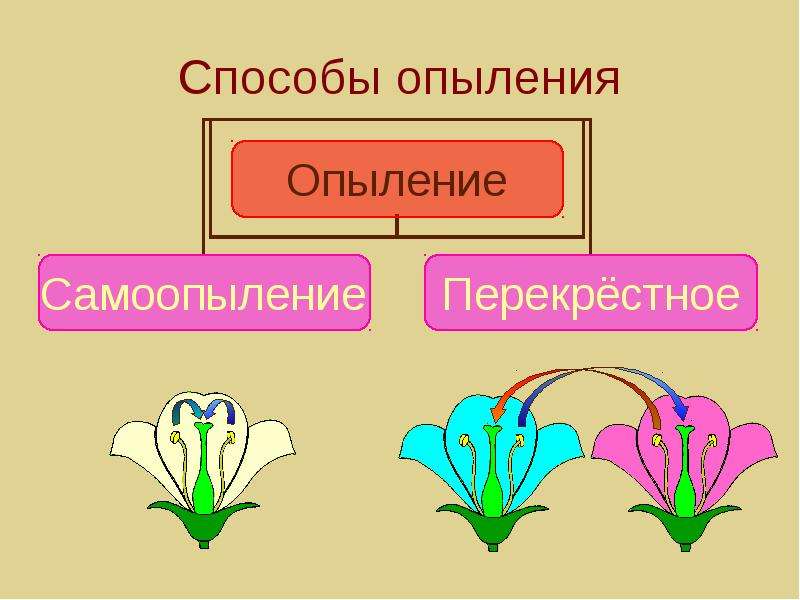 Схема способов опыления