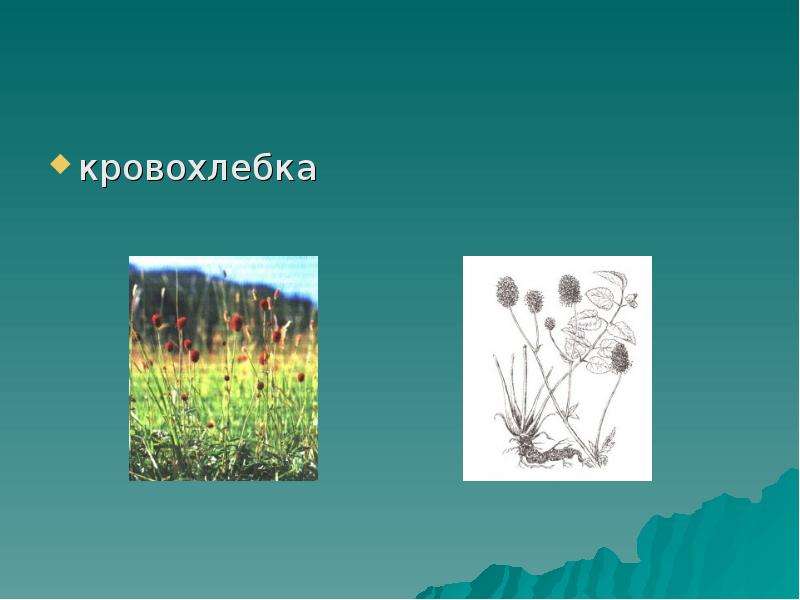 Растения нашего края. Травы нашего края. Растения нашего края рисунки. 5 Растений нашего края. Травы наших краев.