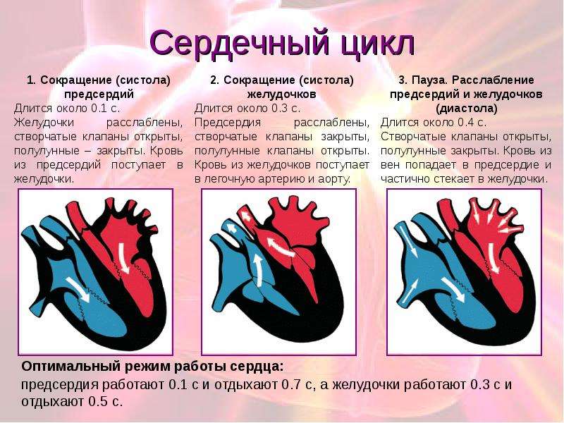 Работа сердца картинки