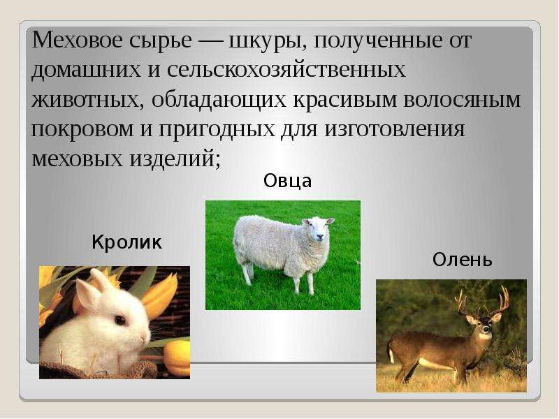 Формирование ассортимента и качества пушно-меховых и овчинно-шубных товаров , слайд №12