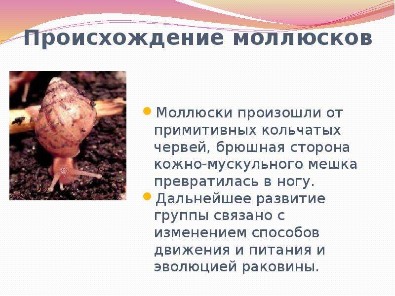 Способы передвижения моллюсков. Происхождение моллюсков.