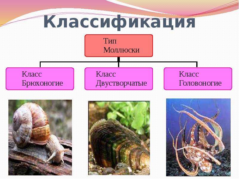 Разнообразие брюхоногих моллюсков их роль в природе проект 7 класс биология