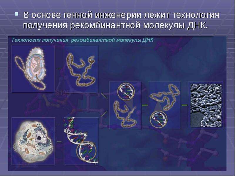 Генная инженерия и биотехнология презентация