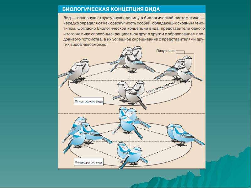 Виды концепции. Биологическая концепция. Биологическая концепция вида. Концепции вида в биологии. Биологическая концепция вида примеры.