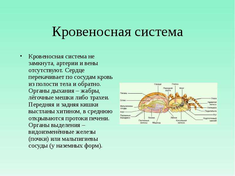 Органы зрения у паукообразных. Кровообращение паукообразных. Кровеносная система паукообразных. Органы кровеносной системы паукообразных. Класс паукообразные кровеносная система.