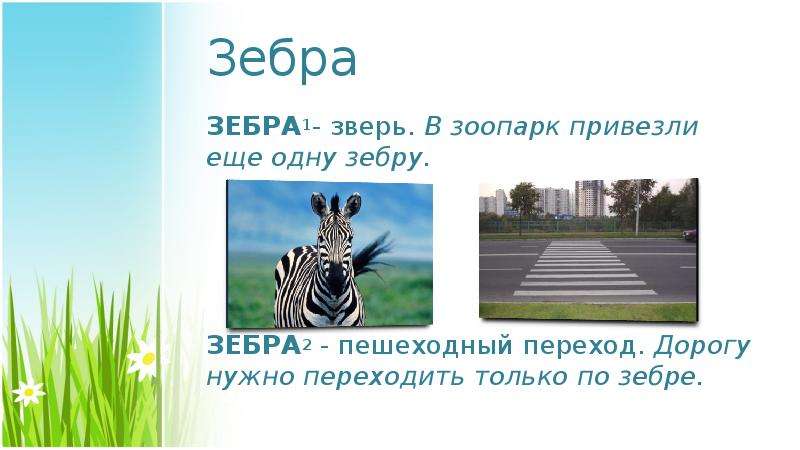 Зебра омонимы. Предложение про зебру. Предложение со словом Зебра. Зебра омоним. Зебра пешеходная предложения.