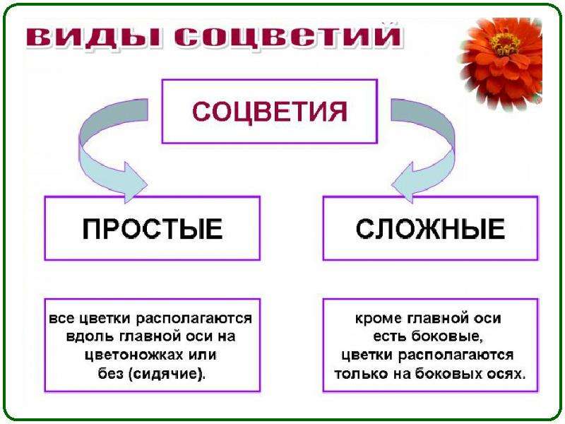 Признаки соцветий. Простые и сложные цветки. Простые и сложные соцветия 6 класс. Презентация по теме соцветие. Соцветия презентация.