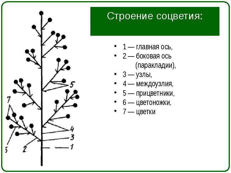 Строение соцветия. Схема строения соцветия. Структурные элементы соцветий. Соцветие метелка боковая ось. Ось соцветия сирени.