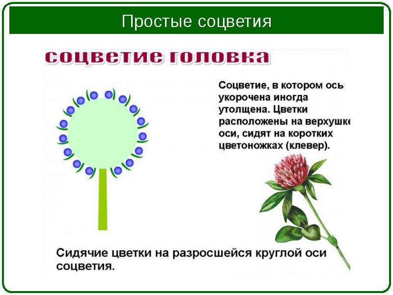 Соцветие головка. Соцветие клевера биология 6 класс. Брактеозное соцветие. Клевер Луговой схема соцветия. Клевер Тип соцветия схема.