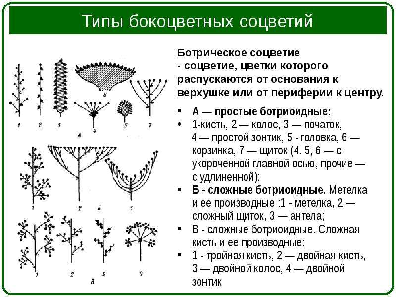 Схемы простых ботриоидных соцветий