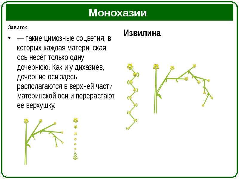 Растения с соцветием завиток