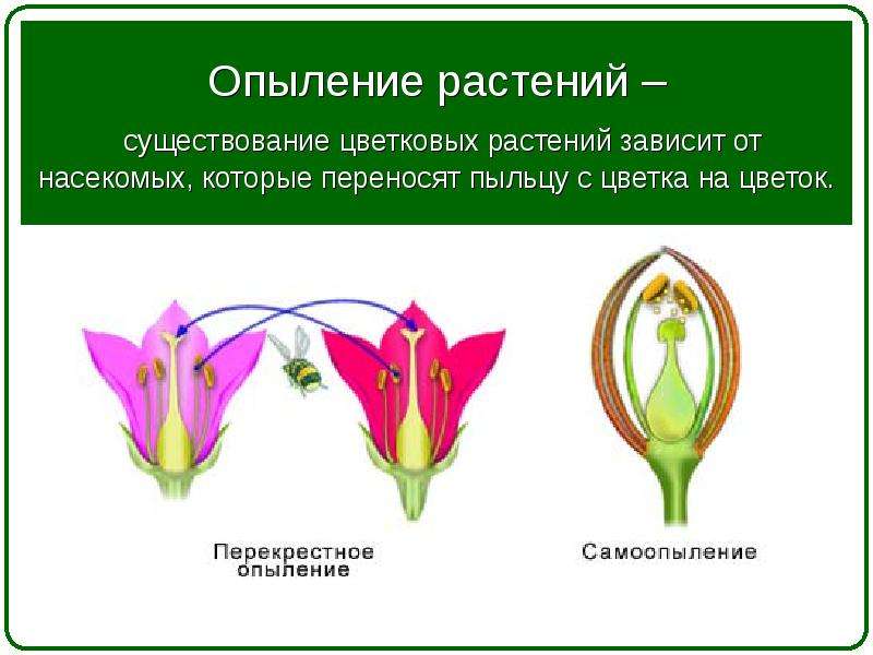 Опыление цветка презентация