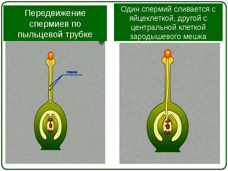 2 под какими цифрами на рисунке указаны спермий пыльцевая трубка