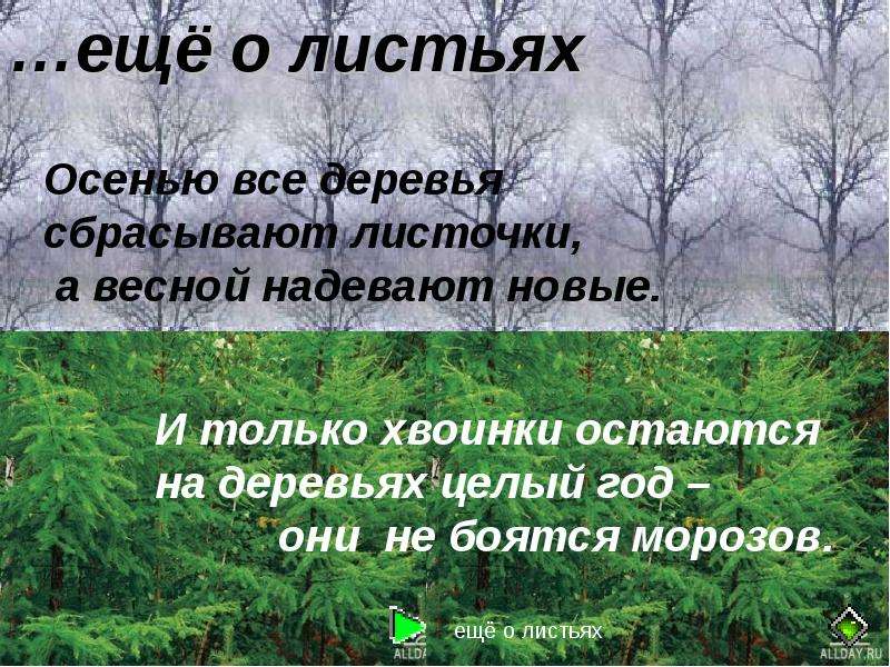 Какое дерево сбрасывает листву весной. Почему остаётся последний листочек на дереве. На дереве остался один зеленый листочек.