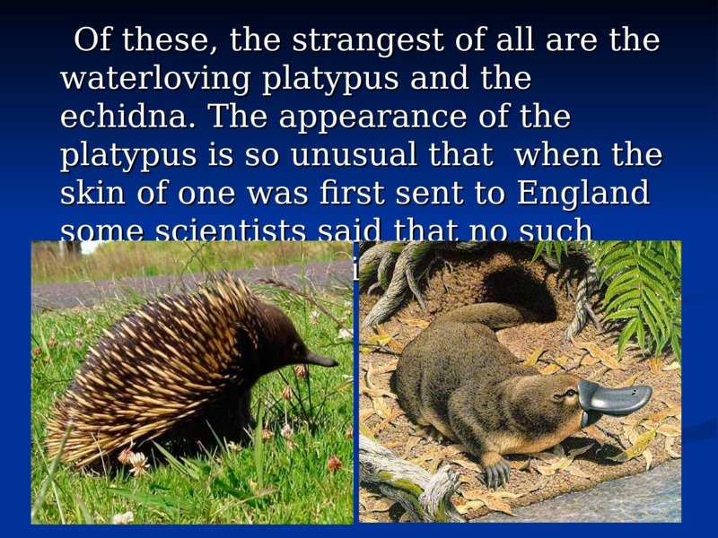     Of these, the strangest of all are the waterloving platypus and the echidna. The appearance of the platypus is so unusual that  when the skin of one was first sent to England some scientists said that no such animal could possibly exist.        Of these, the strangest of all are the waterloving platypus and the echidna. The appearance of the platypus is so unusual that  when the skin of one was first sent to England some scientists said that no such animal could possibly exist.    