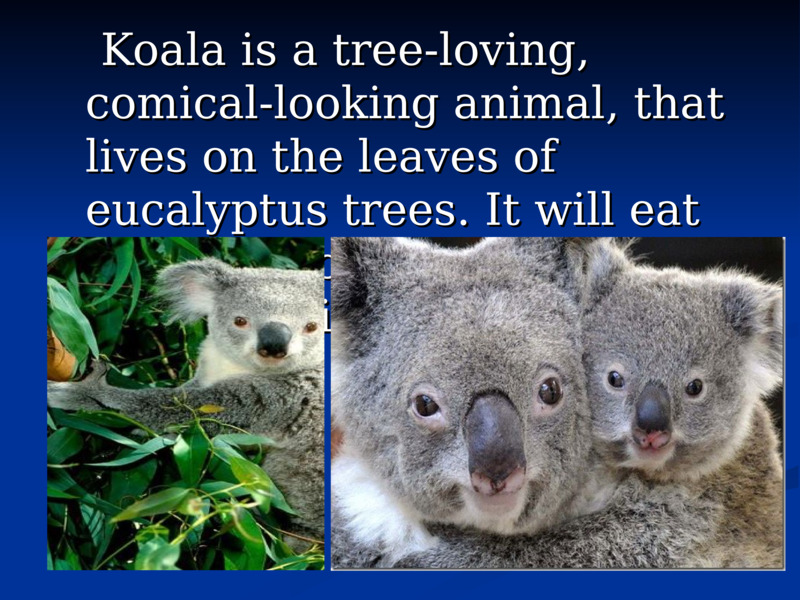     Koala is a tree-loving, comical-looking animal, that lives on the leaves of eucalyptus trees. It will eat nothing more. It usually sleeps during the day.        Koala is a tree-loving, comical-looking animal, that lives on the leaves of eucalyptus trees. It will eat nothing more. It usually sleeps during the day.    