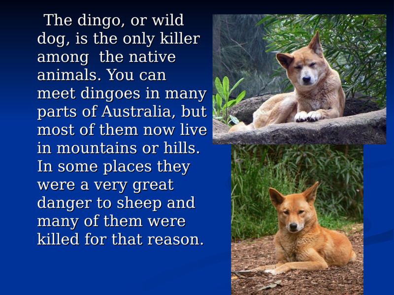     The dingo, or wild dog, is the only killer among  the native animals. You can meet dingoes in many parts of Australia, but most of them now live in mountains or hills. In some places they were a very great danger to sheep and many of them were killed for that reason.           The dingo, or wild dog, is the only killer among  the native animals. You can meet dingoes in many parts of Australia, but most of them now live in mountains or hills. In some places they were a very great danger to sheep and many of them were killed for that reason.       