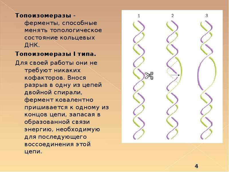 Топологические опыты 5 класс наглядная геометрия презентация