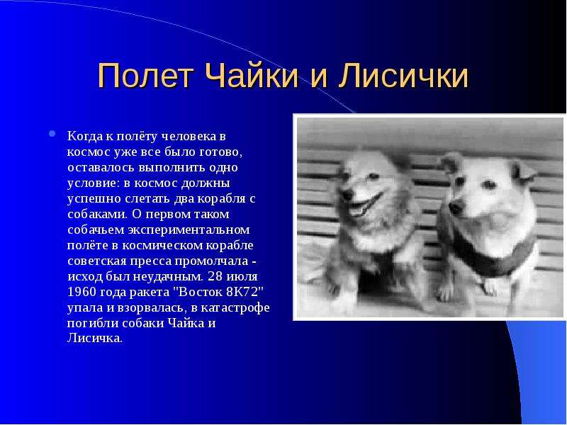 В космос уже неоднократно запускали. Первые собаки в космосе Чайка и Лисичка. Животные в космосе презентация. Животные побывавшие в космосе для детей. Животные в космосе доклад.