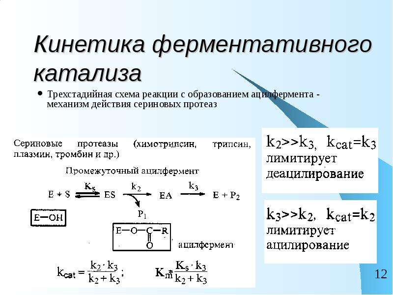 Презентация кинетика ферментативных реакций