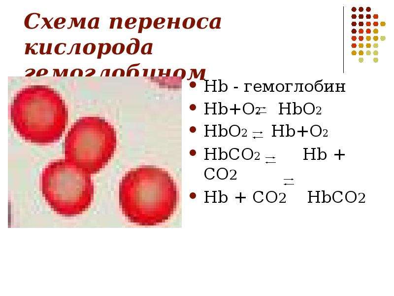 Эритроциты переносят кислород. Перенос кислорода гемоглобином схема. Перенос кислорода эритроцитом схема. Реакция гемоглобина с кислородом. Реакция взаимодействия гемоглобина с кислородом.