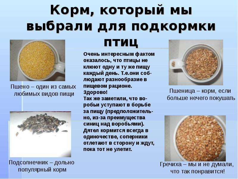 Виды кормы. Корм для подкармливания птиц. Какой корм подходит для подкормки птиц зимой. Корм для подкормки птиц зимующих. Виды корма для подкармливания птиц зимой.