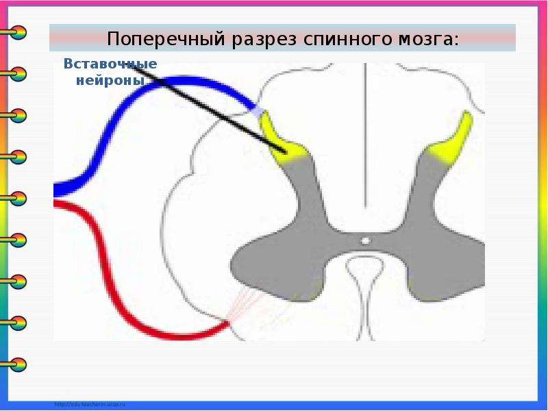 Презентация тема спинной мозг