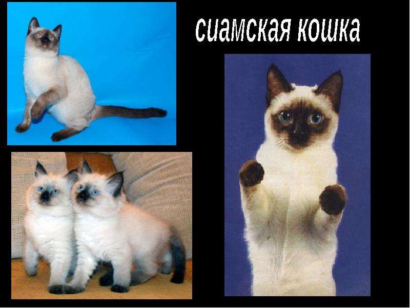 Разница между сиамской и тайской кошкой с фото
