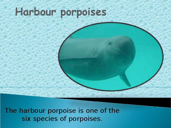 The harbour porpoise is one of the six species of porpoises., слайд №1
