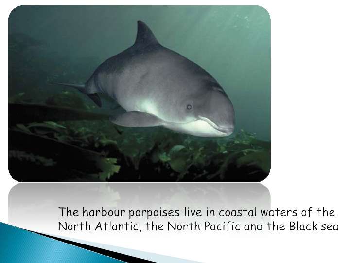 The harbour porpoise is one of the six species of porpoises., слайд №3