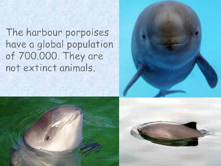 The harbour porpoise is one of the six species of porpoises., слайд №7