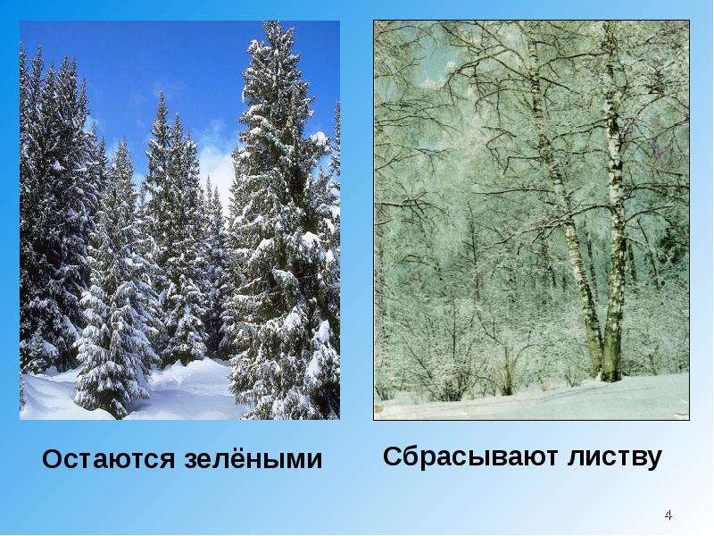 Какие деревья зимой. Лиственные и хвойные деревья зимой. Лиственные растения зимой. Лиственные деревья и кустарники зимой. Лиственные и хвойные растения зимой.