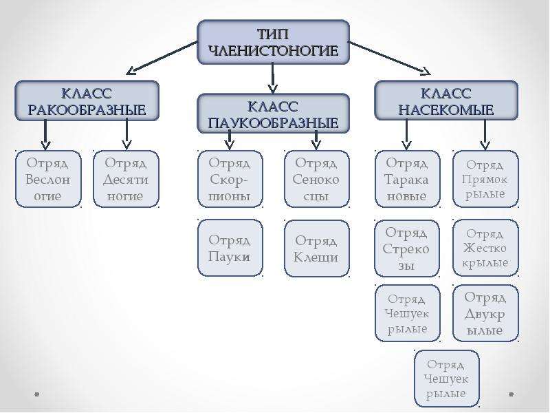 Членистоногие классификация схема