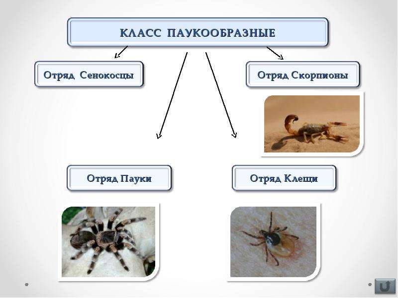 Класс паукообразные отряды. Отряды паукообразных. Классификация паукообразных. Систематика паукообразных.