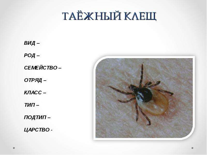 Таежный клещ относится